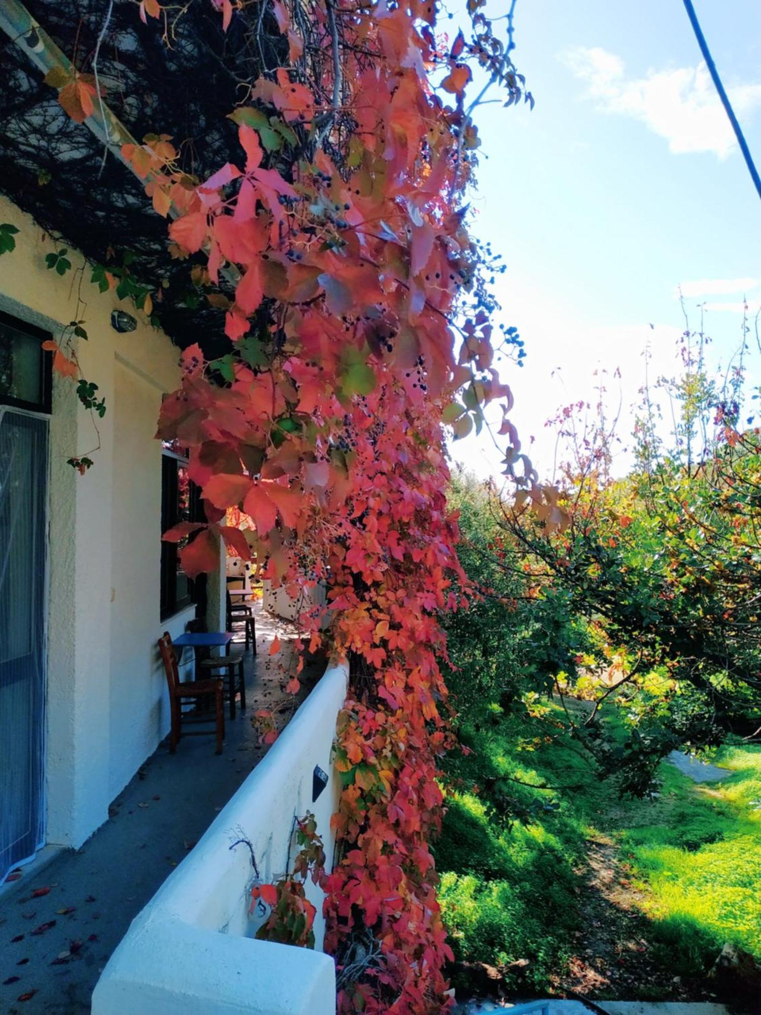 فيرما Oleander'S Garden Traditional Cretan Cottage المظهر الخارجي الصورة